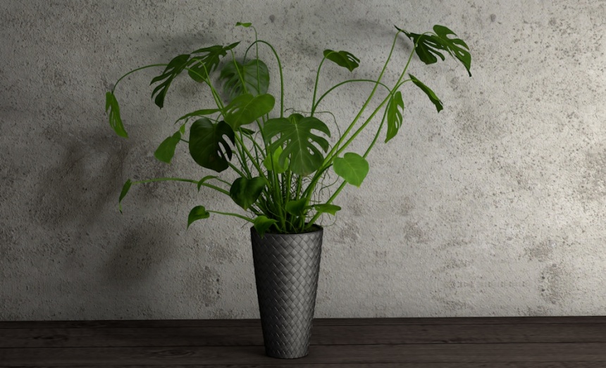 家居盆栽植物C4D模型