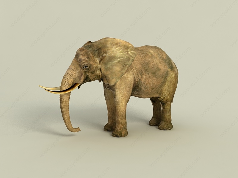 动物大象C4D模型