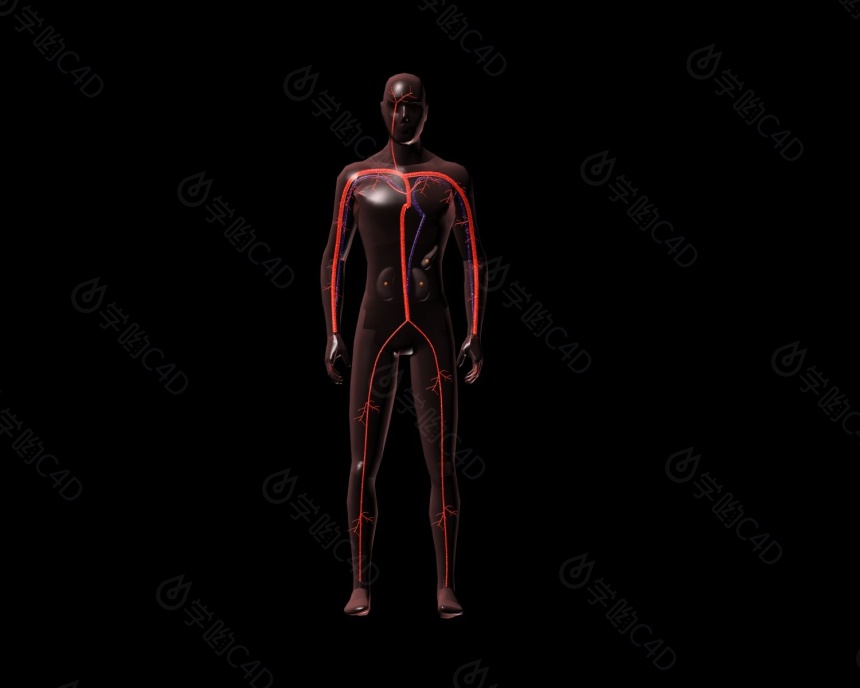 人体动静脉血管C4D模型