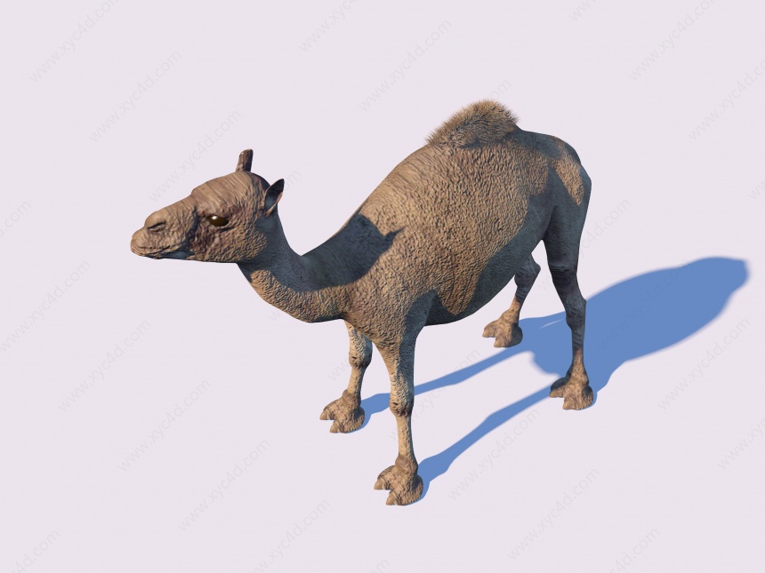 骆驼C4D模型