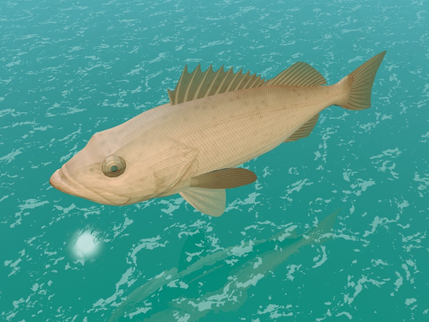 小金鱼C4D模型