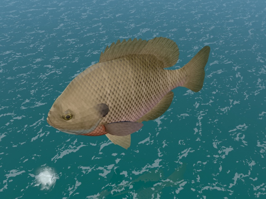 扁平鱼C4D模型