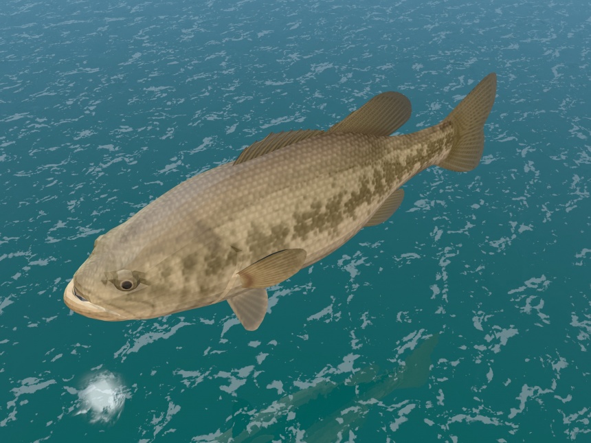 热带鱼C4D模型