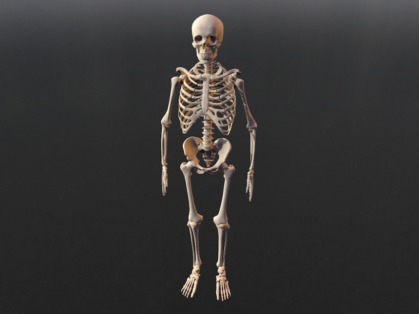 人体骨架C4D模型