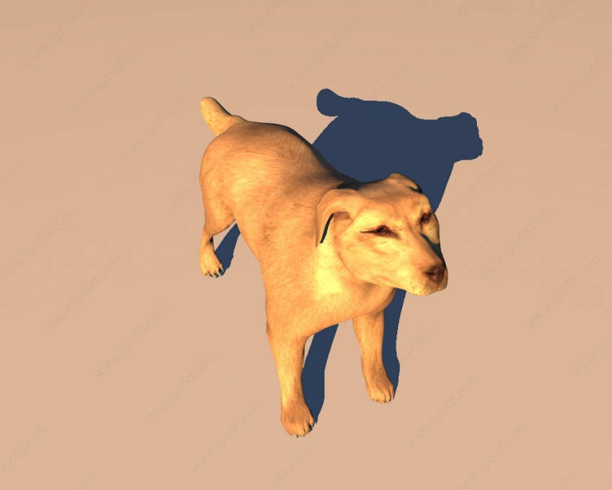 狼狗C4D模型