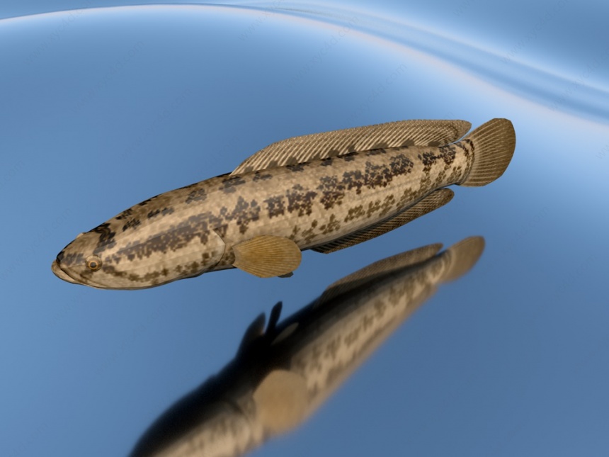 鱼类C4D模型