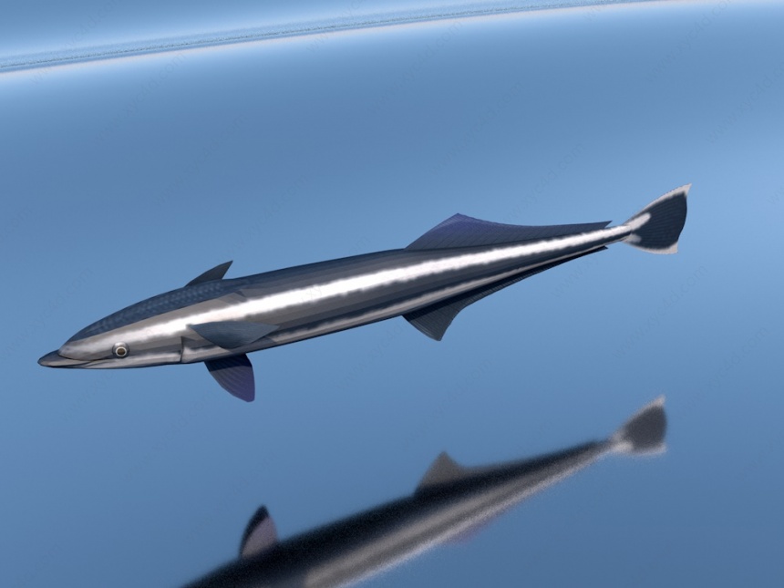 海鱼C4D模型