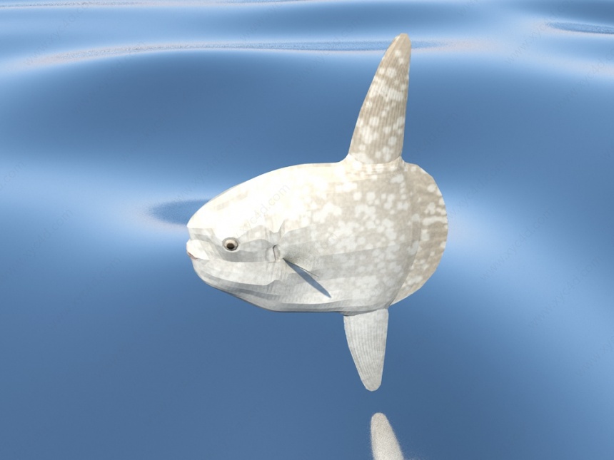 白鲸鱼C4D模型