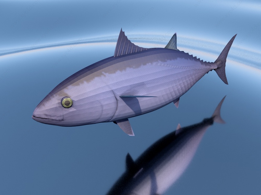 海洋鱼C4D模型