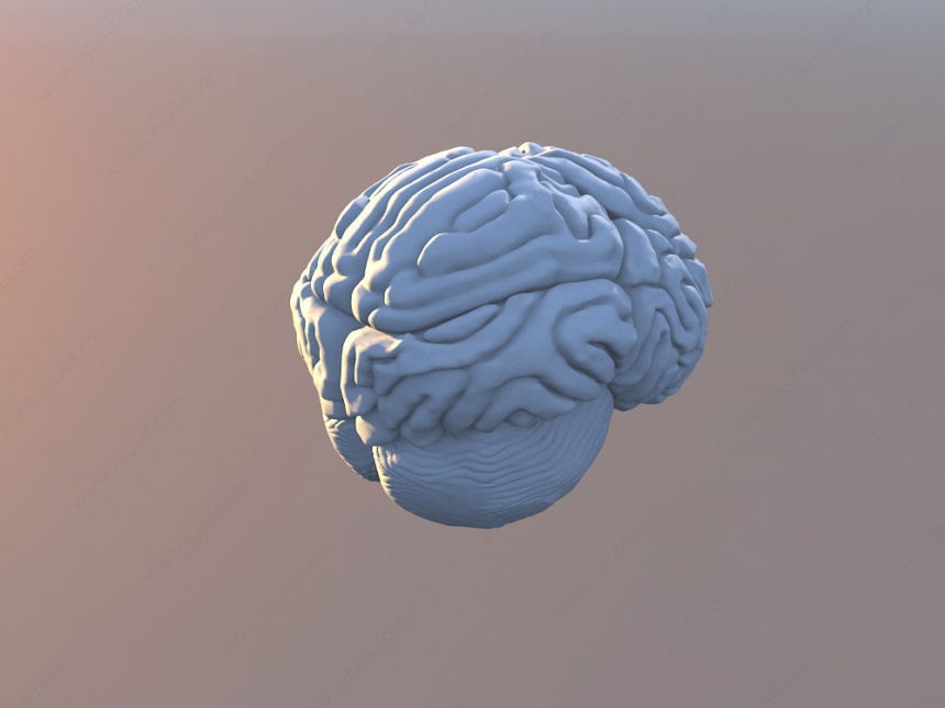 大脑C4D模型