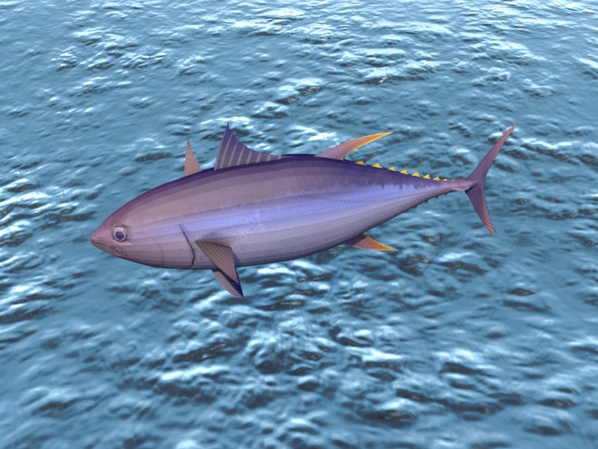 大肚鱼C4D模型