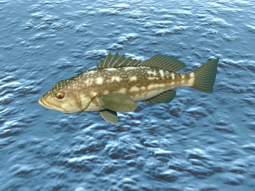热带鱼C4D模型