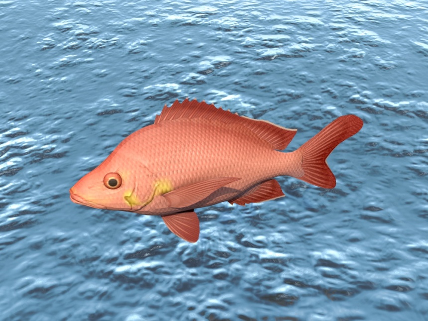 红色小鱼C4D模型