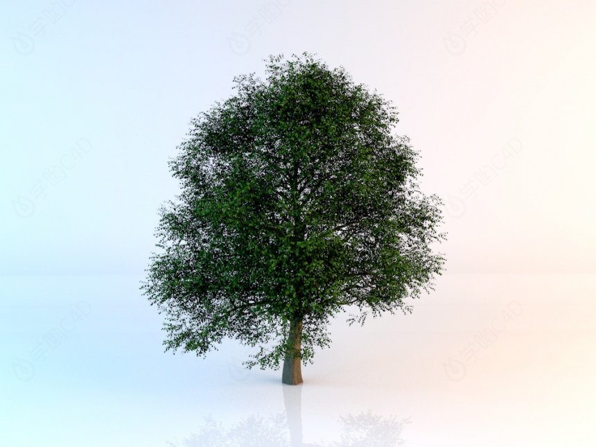 榆树C4D模型