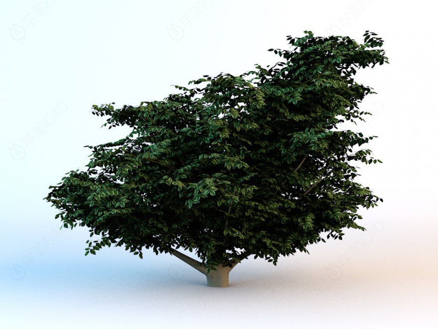 绿化树C4D模型