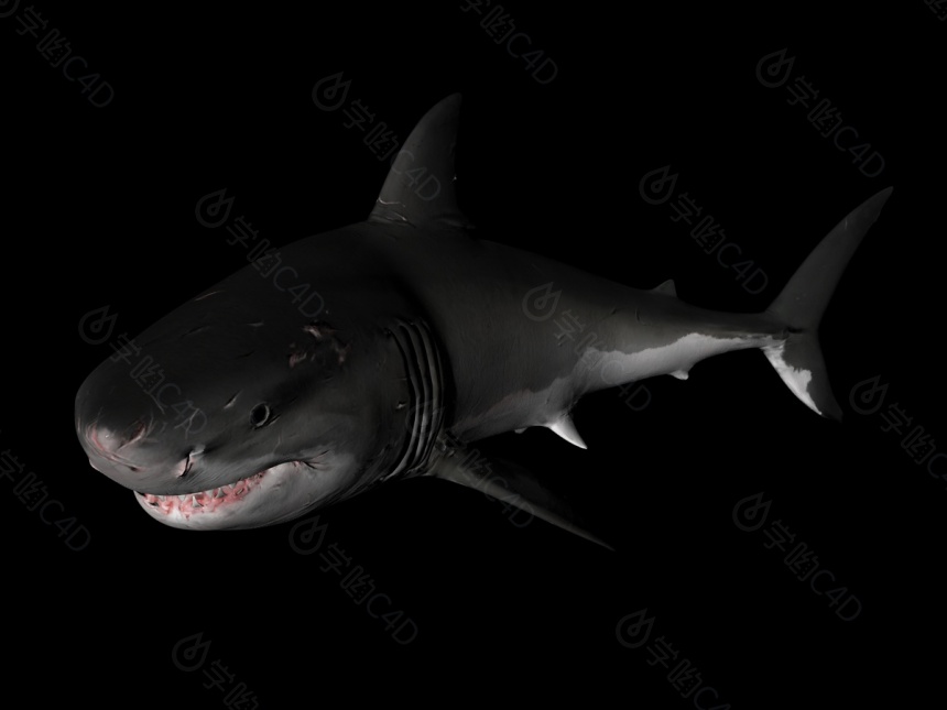 带绑定的鲨鱼C4D模型