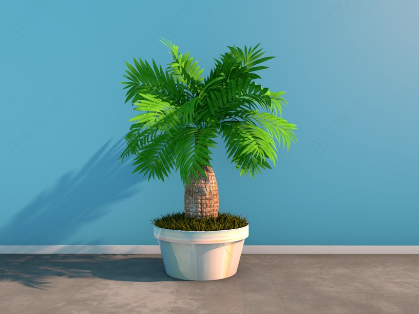 袖珍椰子树C4D模型