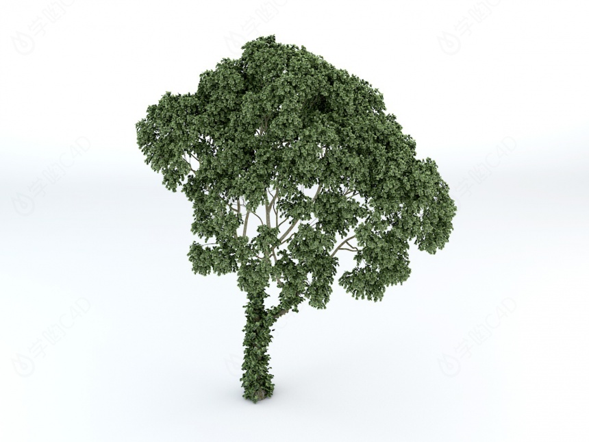 茂盛伞状树木C4D模型