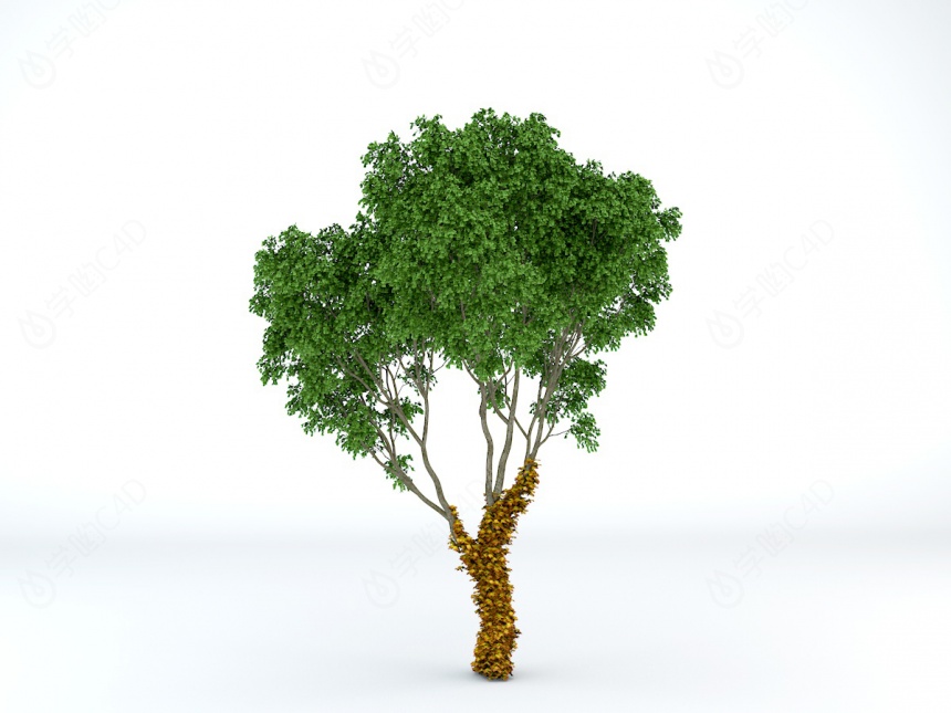 街道植物树木C4D模型