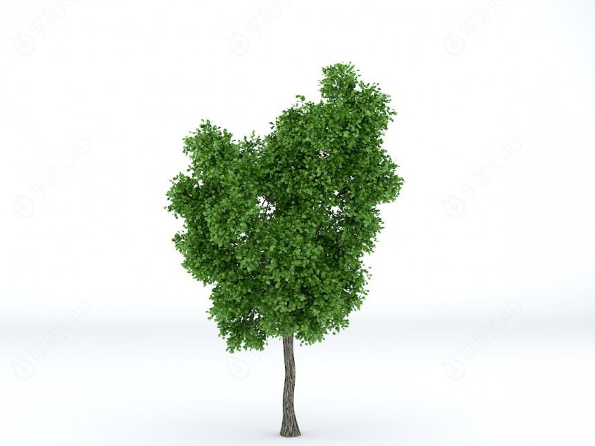 植物景观大树C4D模型
