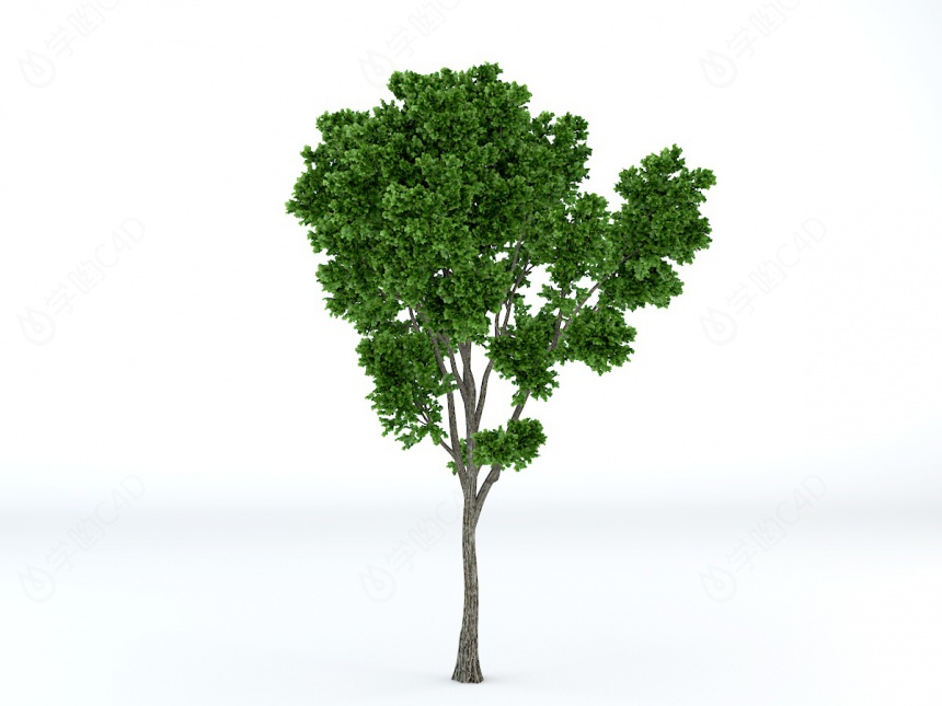 茂密大树C4D模型