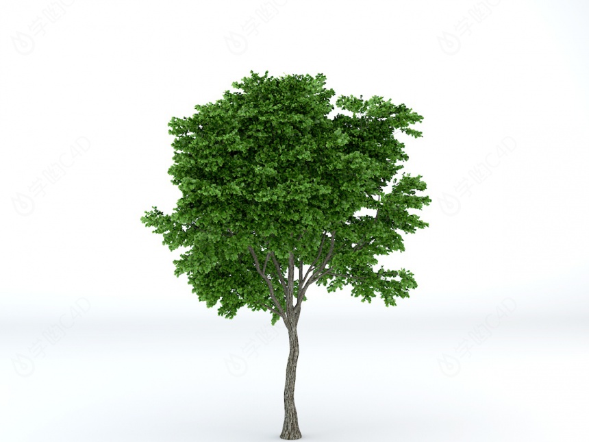 景区植物树木C4D模型