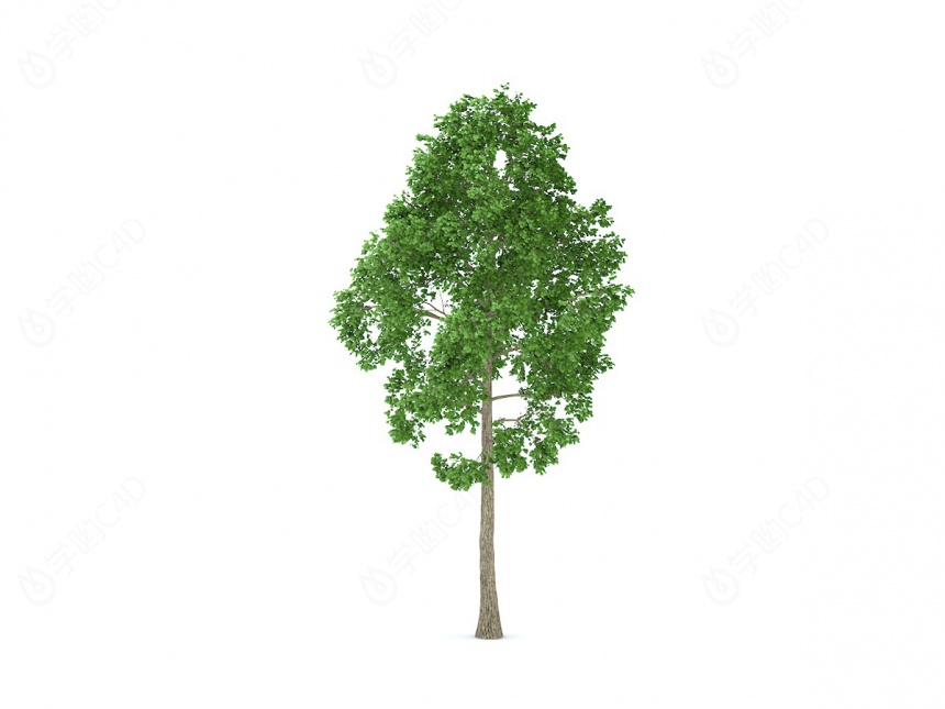 茂盛榆树C4D模型