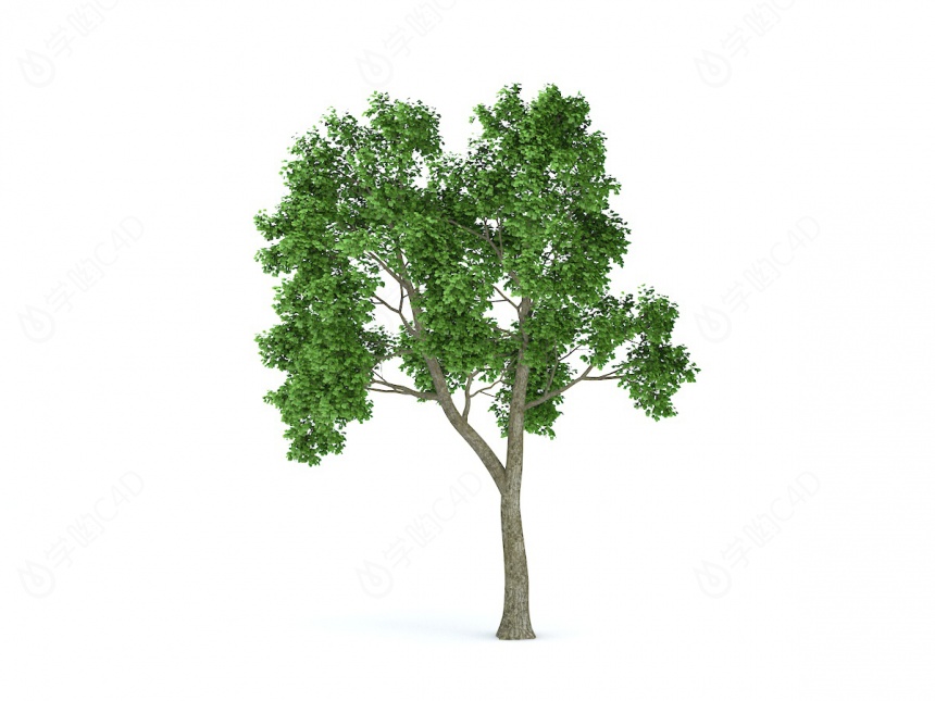 分叉绿树C4D模型