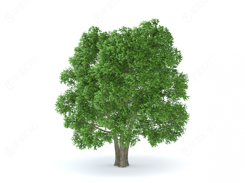 三棵绿树C4D模型