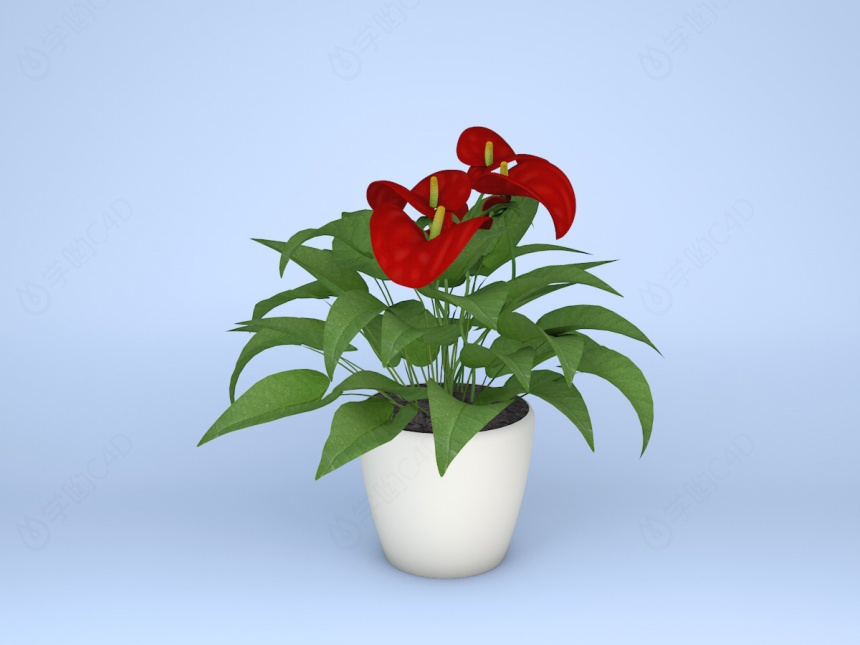 现代植物鲜花花烛红掌红鹅掌火鹤花C4D模型