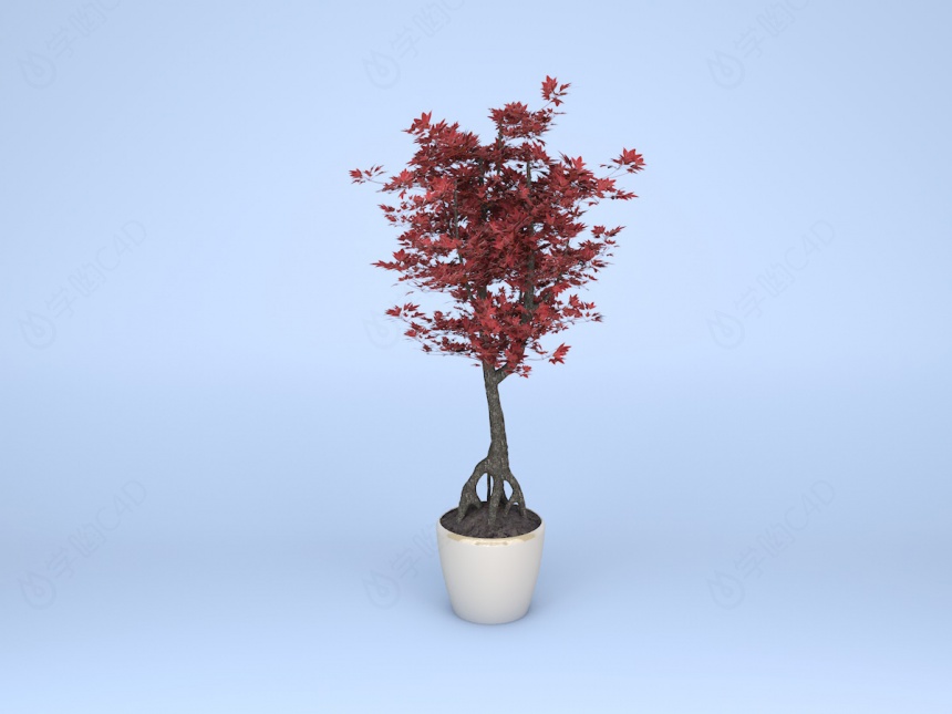 现代植物鲜花红枫红颜枫紫红鸡爪槭C4D模型