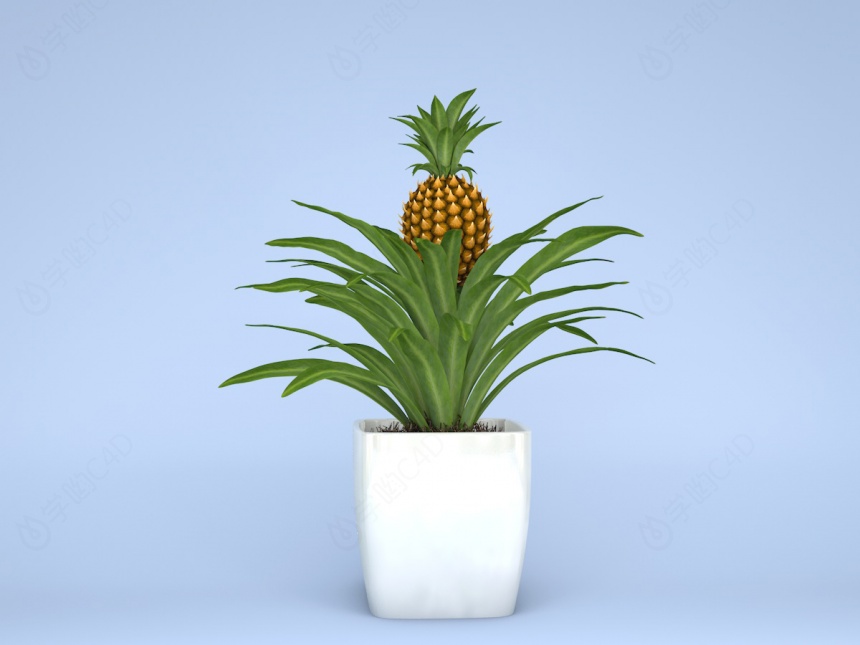现代植物鲜花凤梨菠萝C4D模型