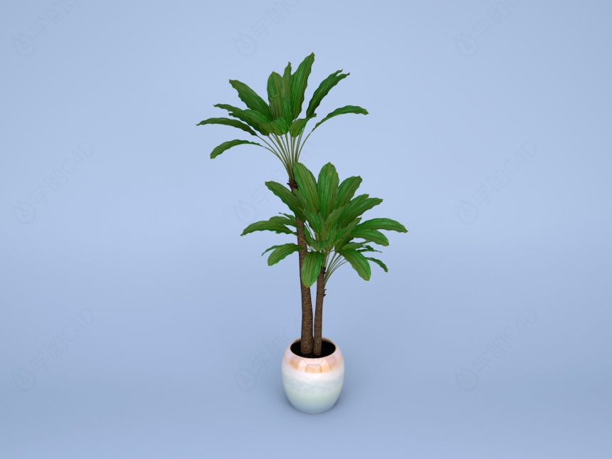 现代植物鲜花巴西铁香龙血树C4D模型