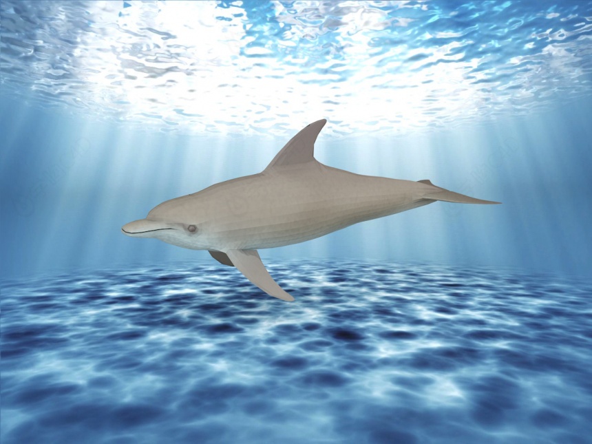 海豚C4D模型
