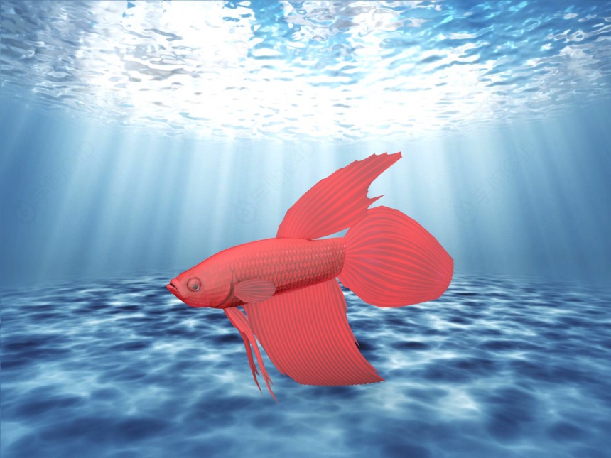 红金鱼C4D模型