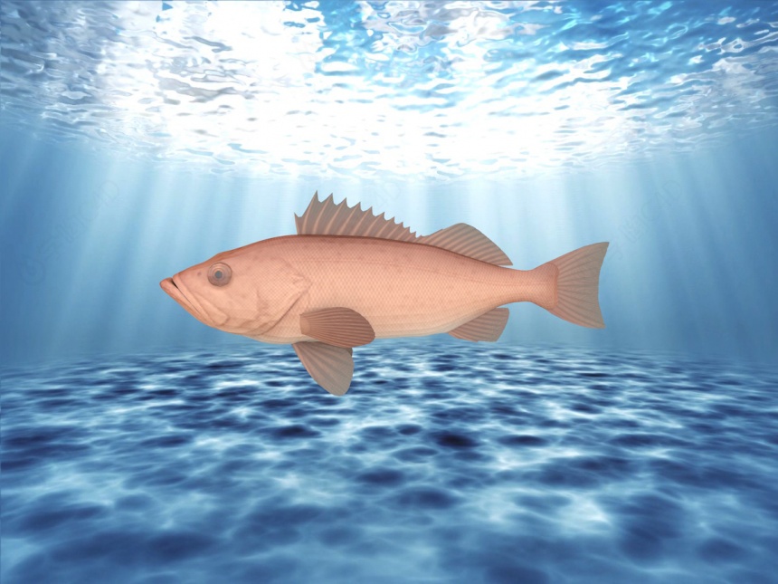红鳞鱼C4D模型