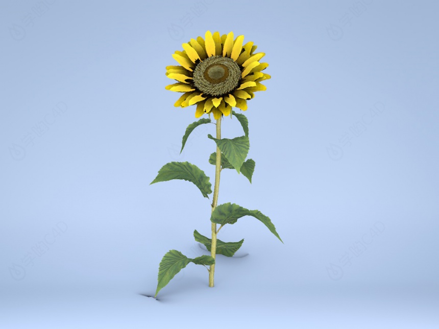 植物鲜花向日葵C4D模型