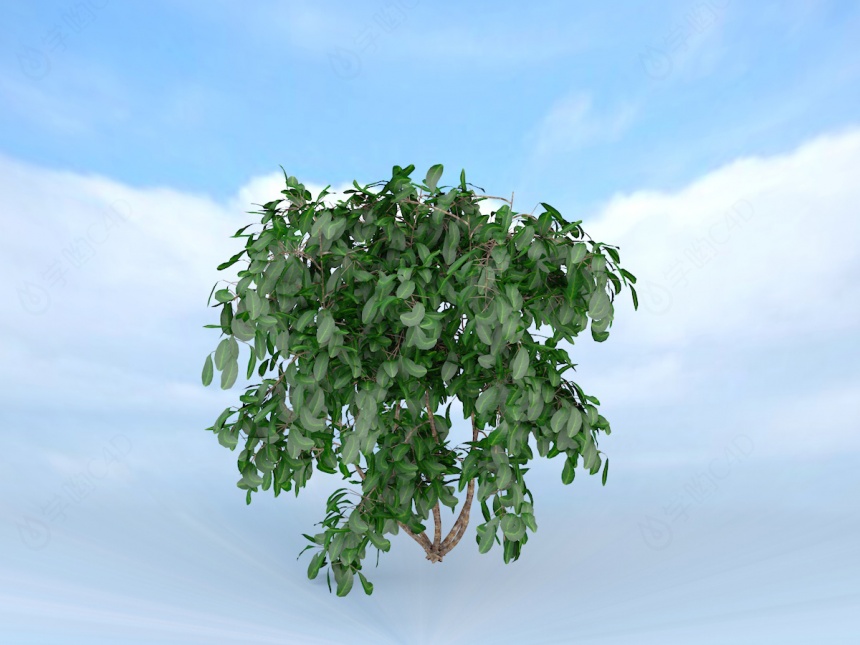 茂盛灌木榕树C4D模型