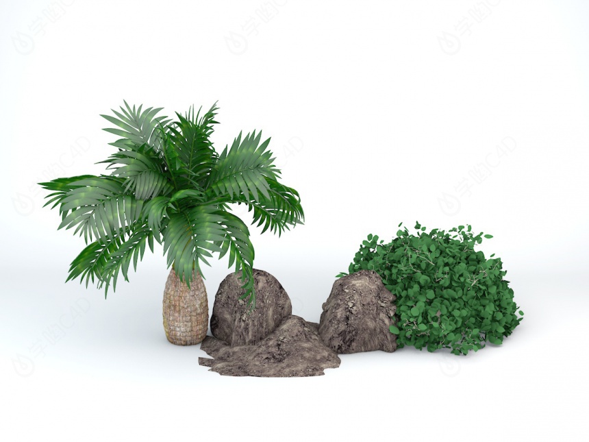 观赏灌木袖珍椰子C4D模型