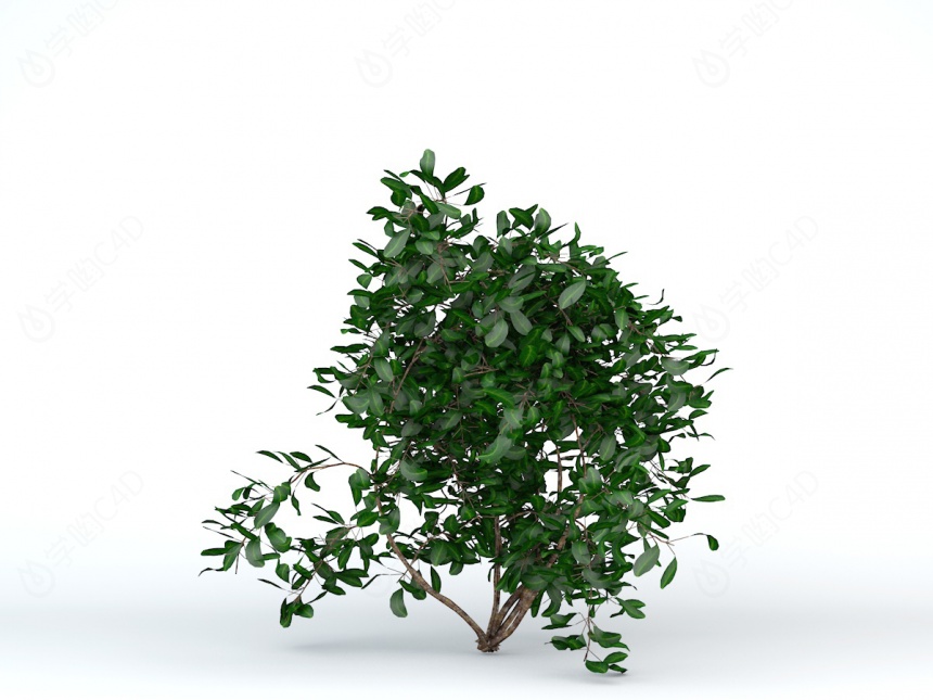 小叶灌木槲寄生C4D模型