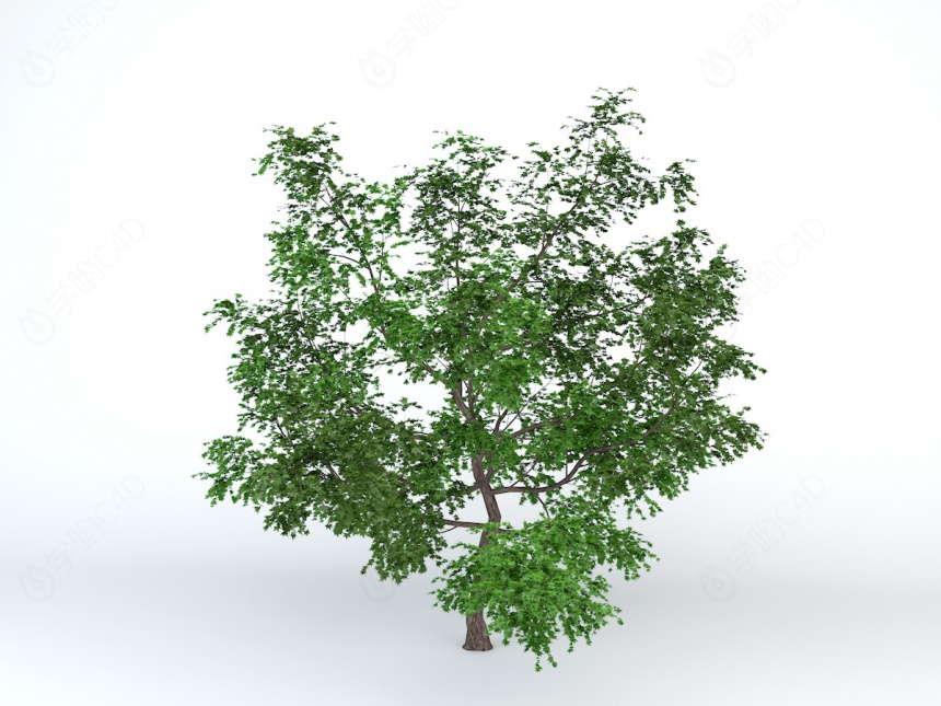 观赏灌木枣树C4D模型