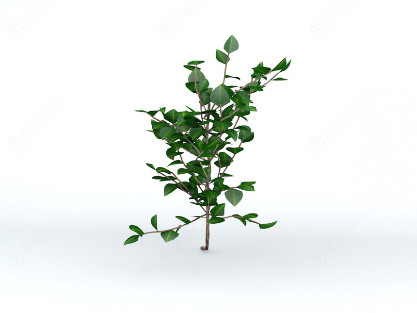 绿叶灌木山茶花C4D模型