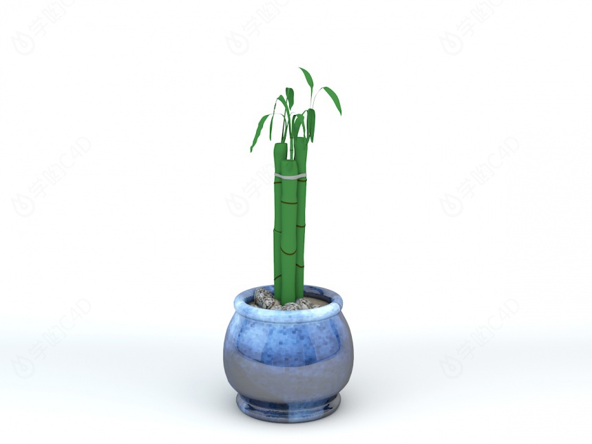 室内富贵竹盆栽C4D模型