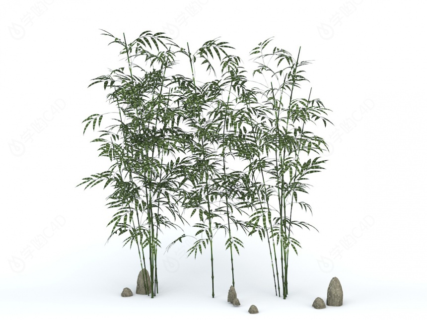 园艺竹子C4D模型