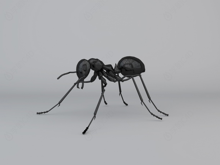 蚂蚁C4D模型