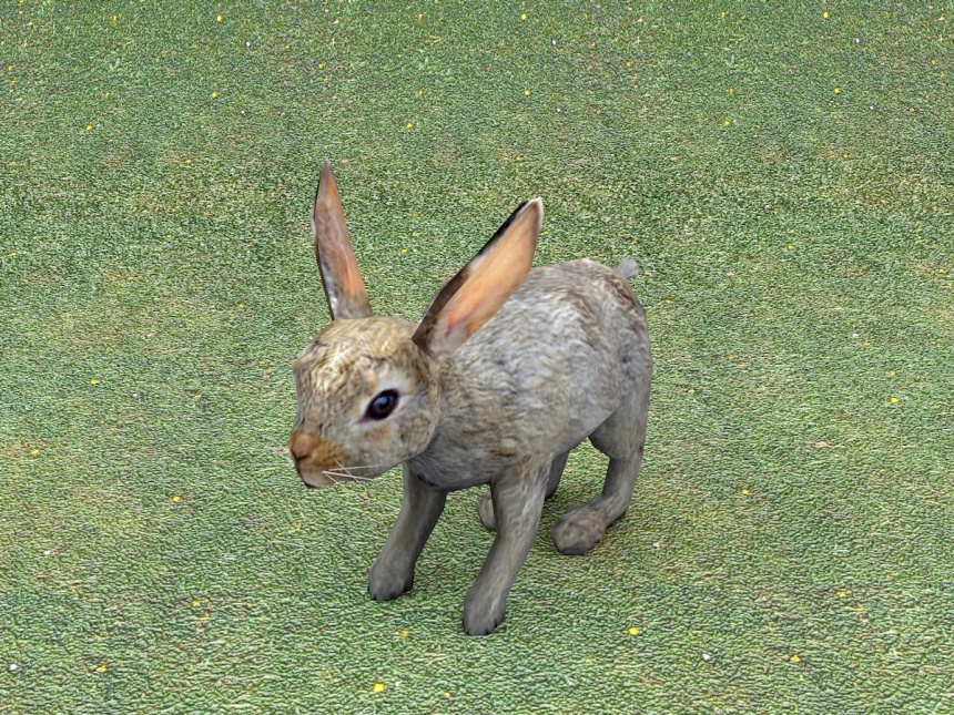 灰色兔子C4D模型