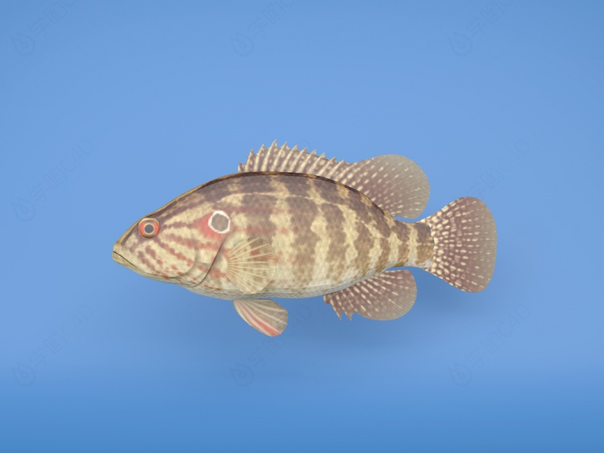 灰斑鱼C4D模型