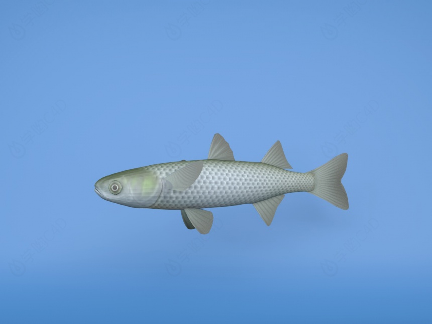 鲫鱼C4D模型