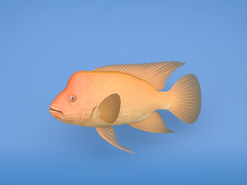 金斑马鱼C4D模型