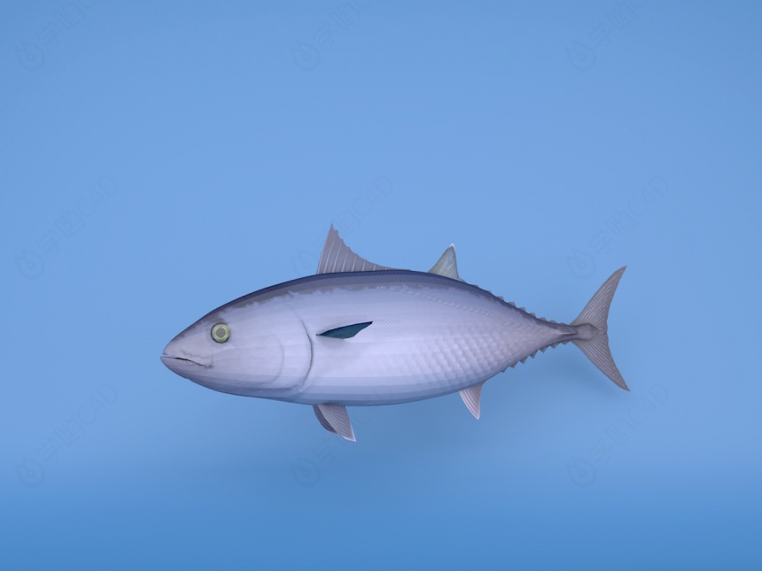 蓝鱼C4D模型